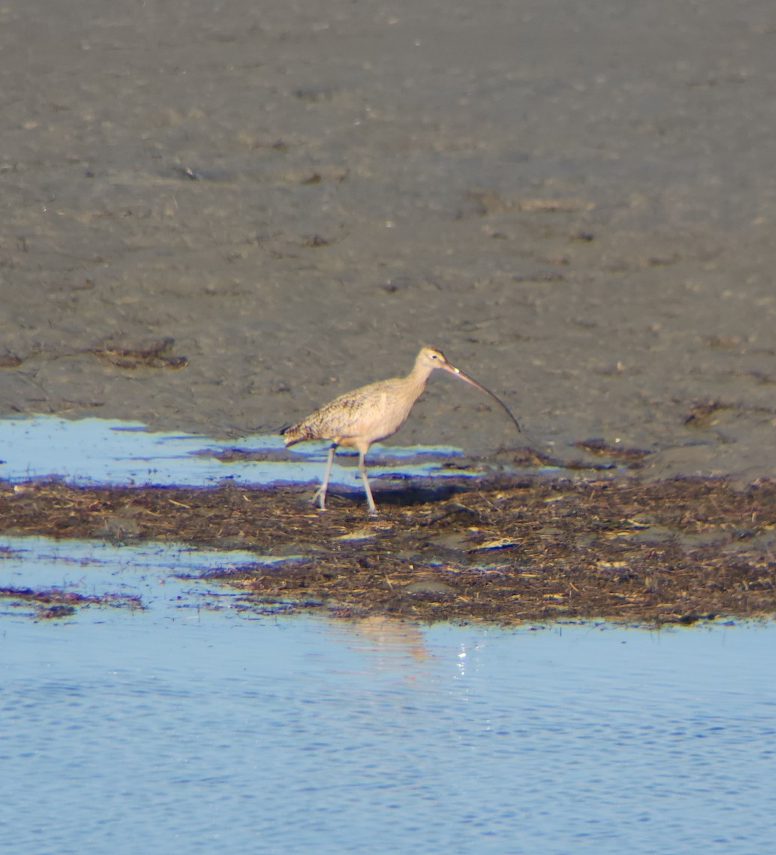 Long-billed Curlew - ML646308986
