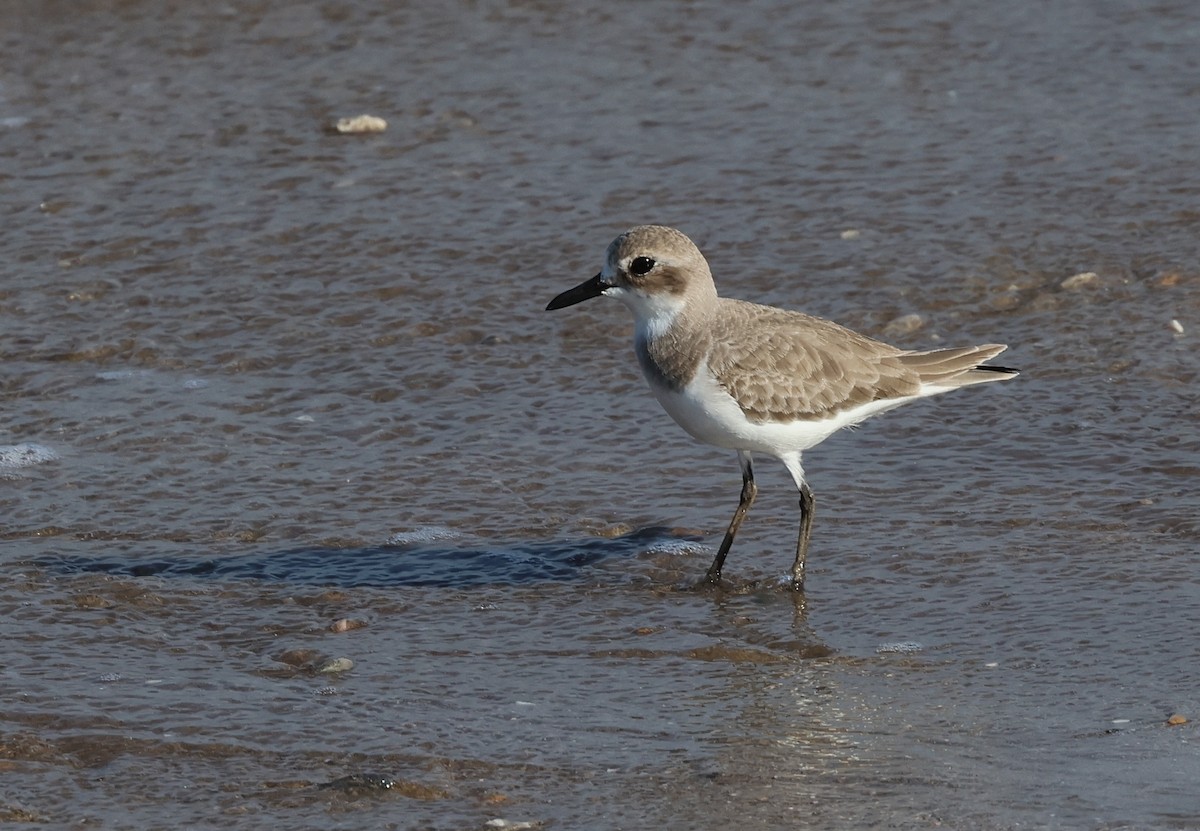 Greater Sand-Plover - ML646308987