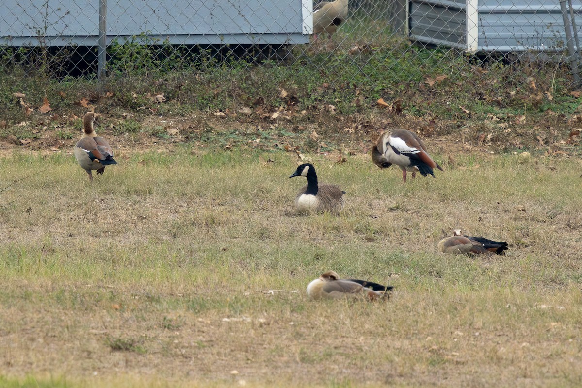 Canada Goose - ML646308991