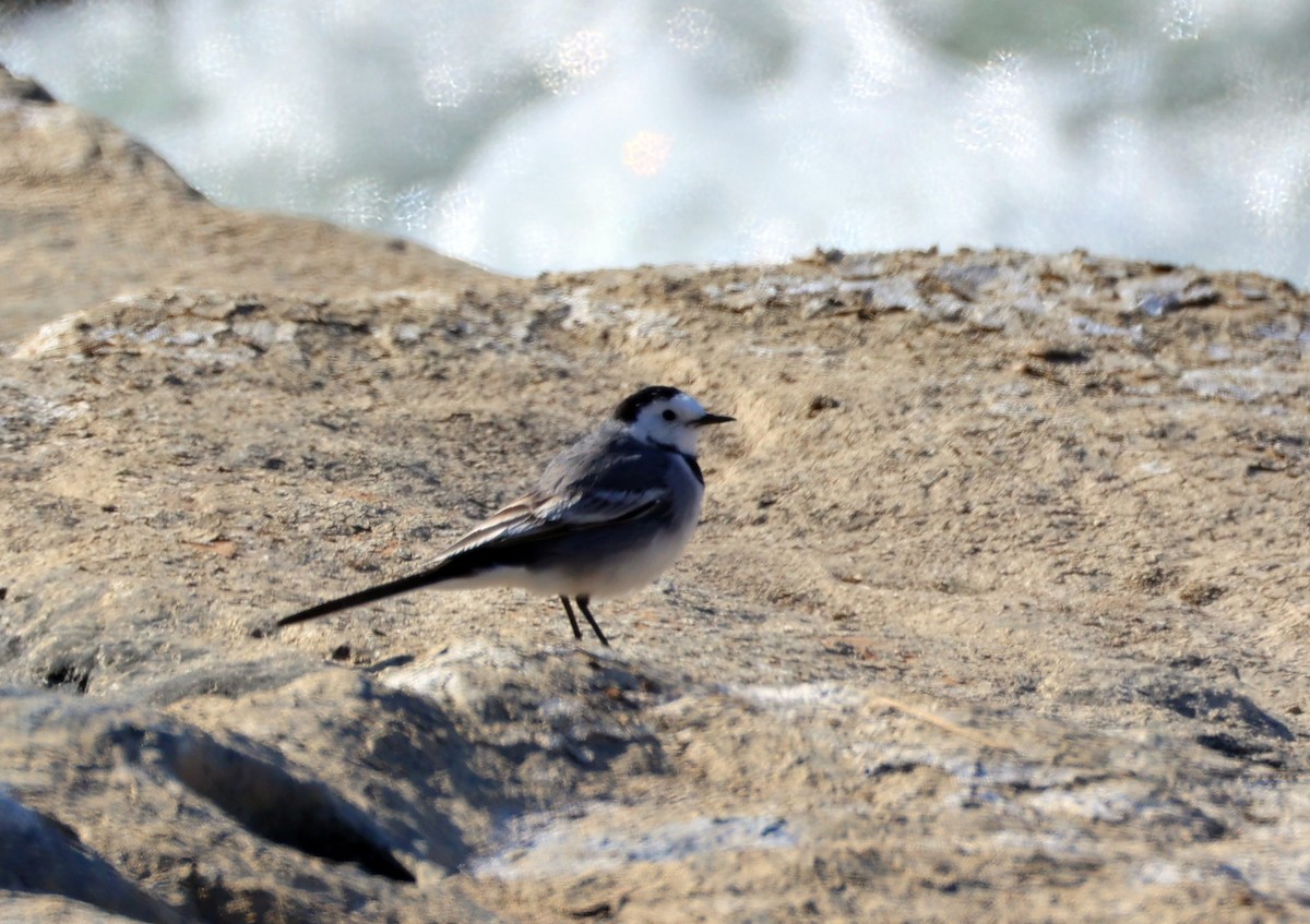 White Wagtail - ML646308994