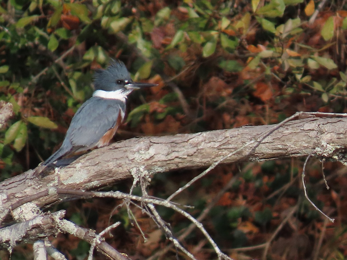 Belted Kingfisher - ML646308995