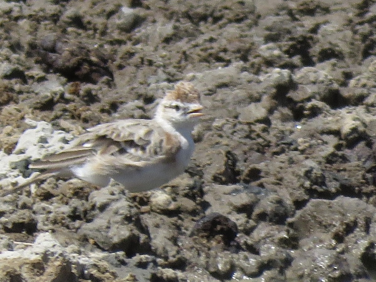 アフリカヒメコウテンシ - ML646308996