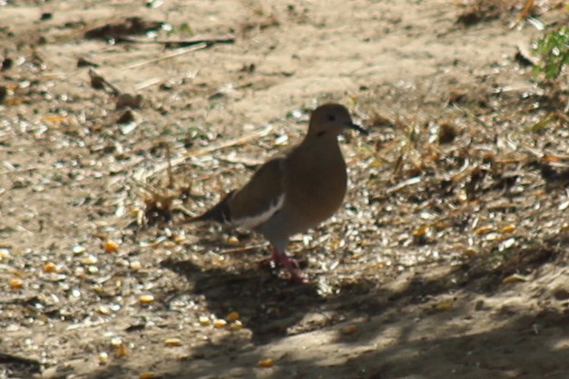 White-winged Dove - ML646308998