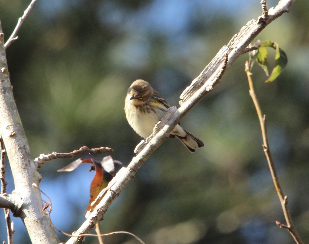 Yellow-rumped Warbler - ML646308999