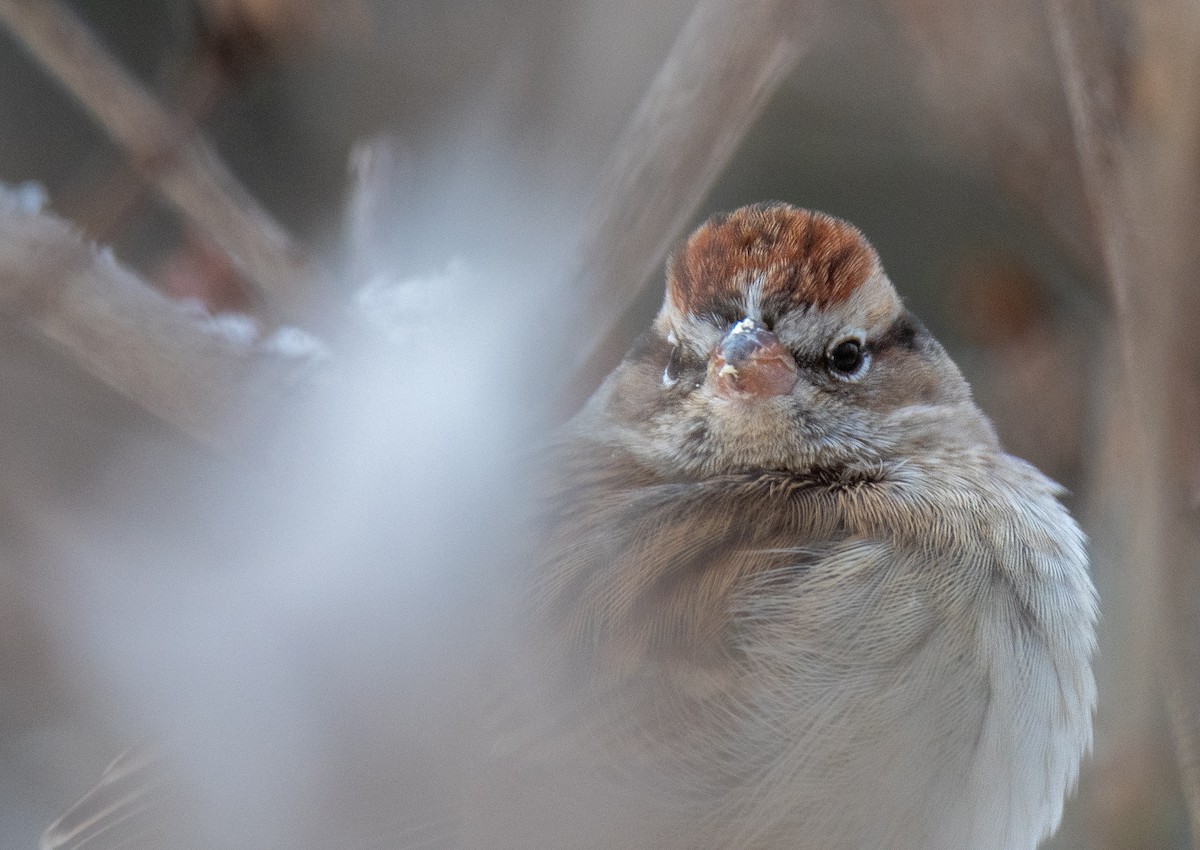 Chipping Sparrow - ML646309000