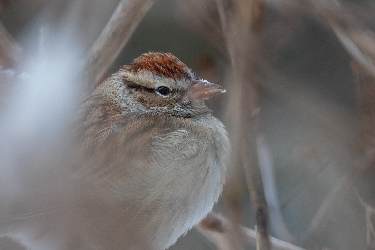 Chipping Sparrow - ML646309001