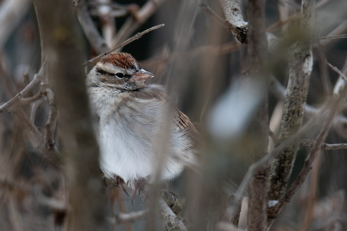 Chipping Sparrow - ML646309002