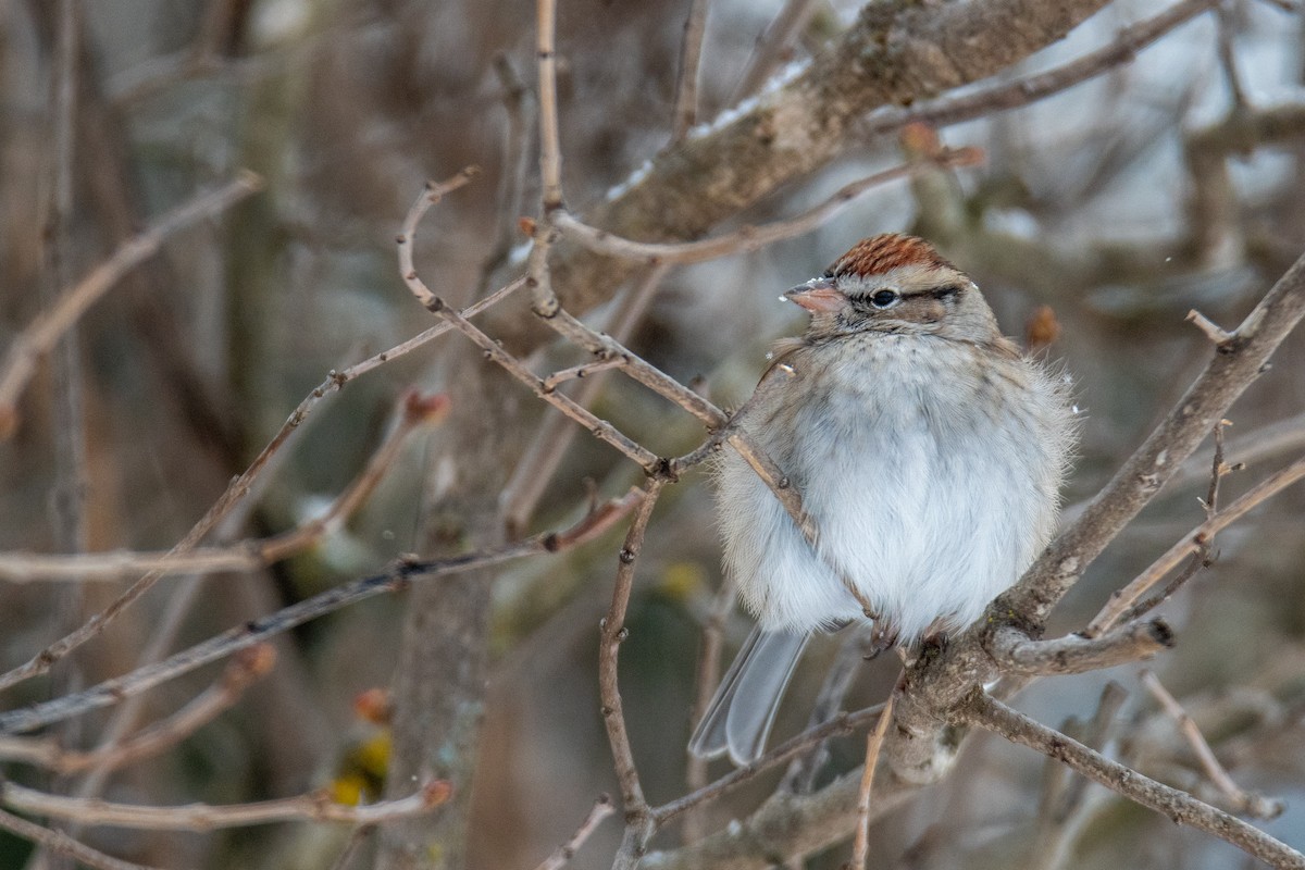 Chipping Sparrow - ML646309003