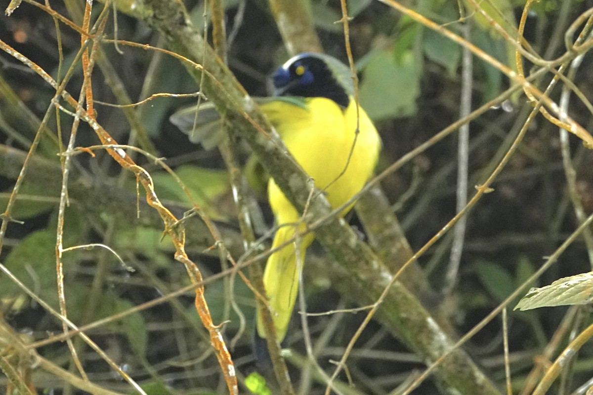 Geai vert (groupe yncas) - ML646309012