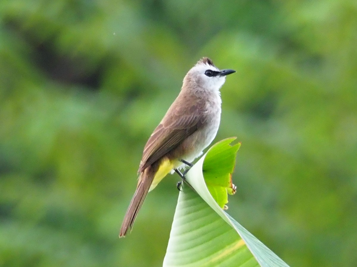 Yellow-vented Bulbul - ML646309013