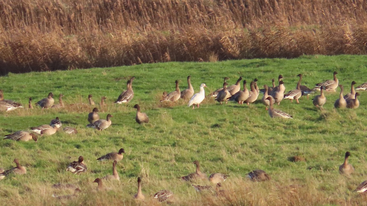 Egyptian Goose - ML646309015