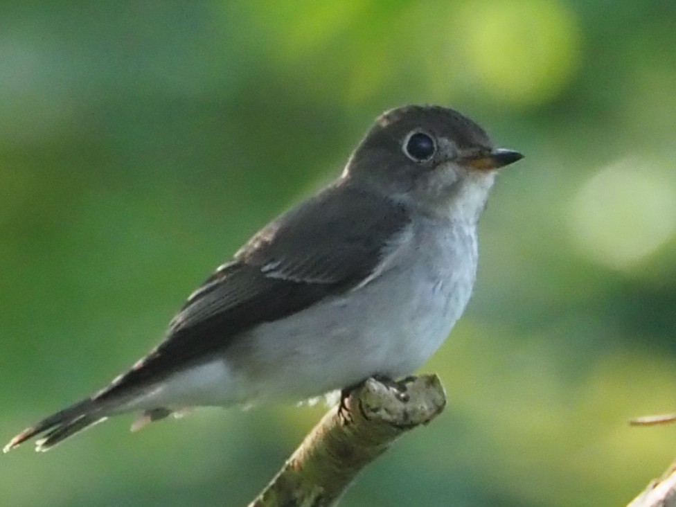 lejsek asijský - ML646309017