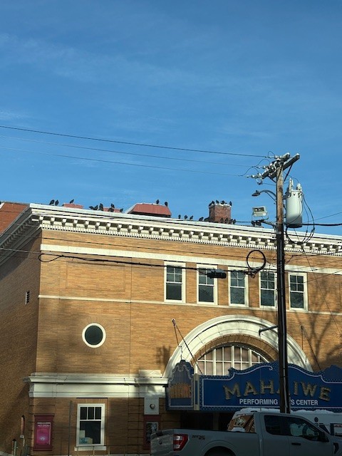 Black Vulture - ML646309020