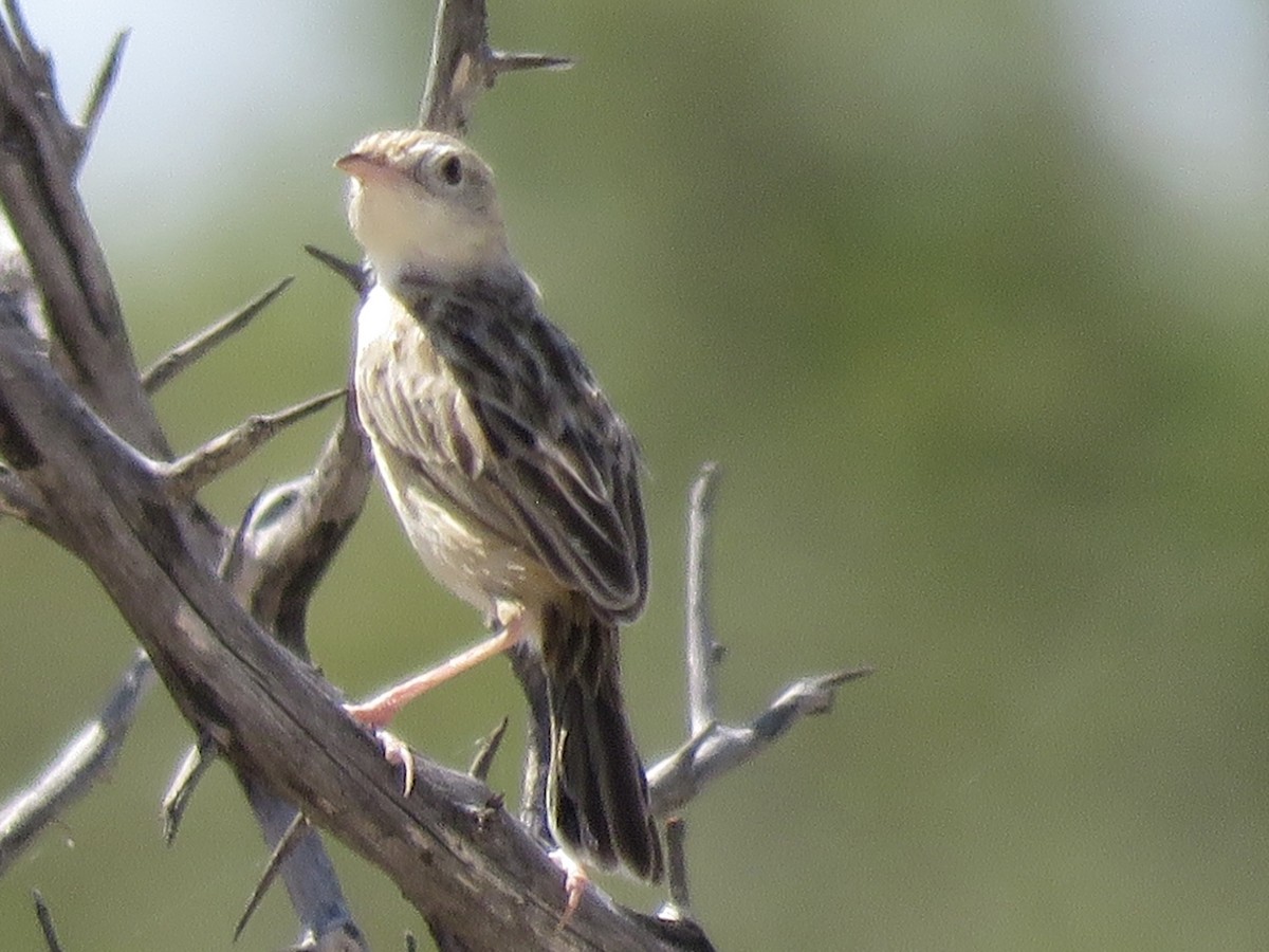 Desert Cisticola - ML646309022