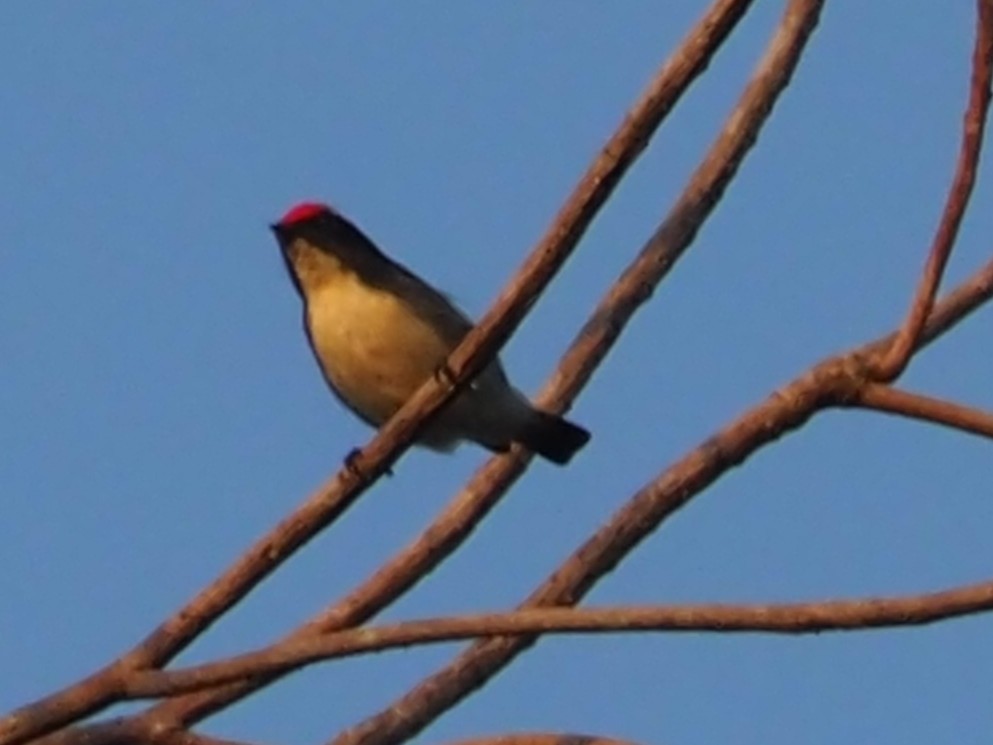 květozob červenohřbetý - ML646309024