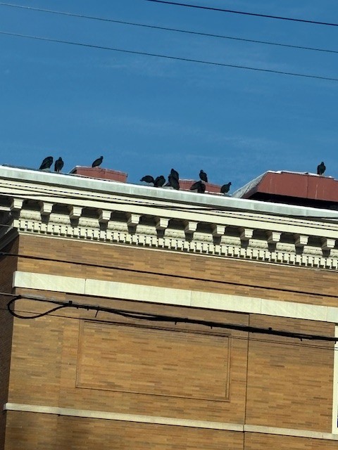 Black Vulture - ML646309025