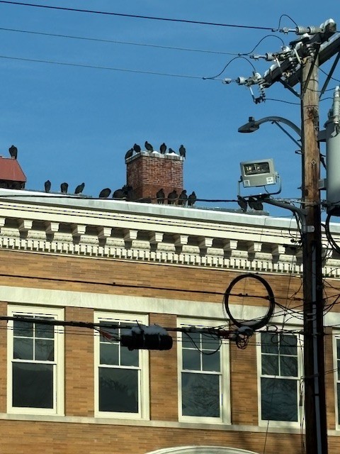 Black Vulture - ML646309027