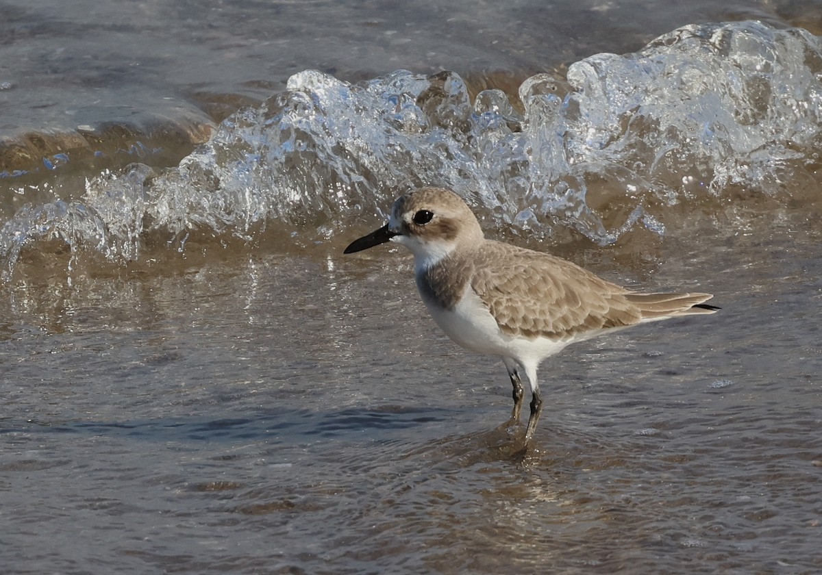 Greater Sand-Plover - ML646309029
