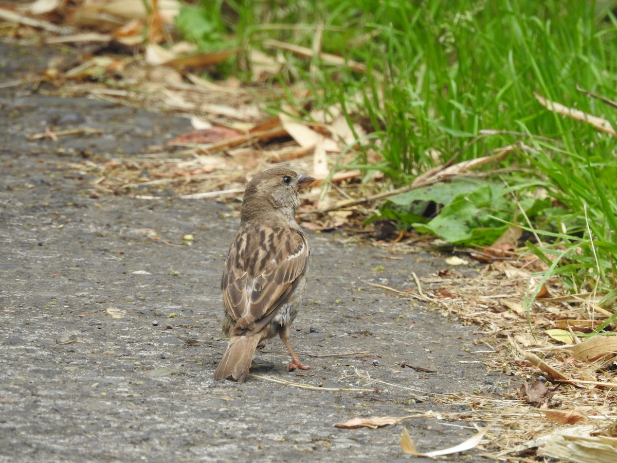 Gorrión Común - ML646309033