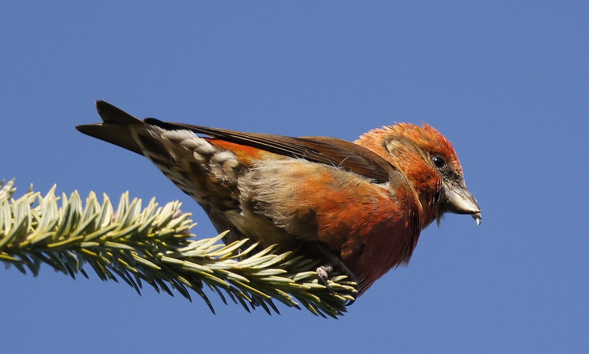 Red Crossbill - ML646309036