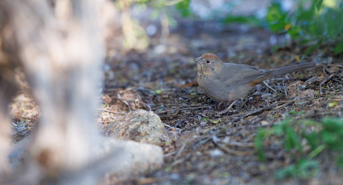 Canyon Towhee - ML646309037