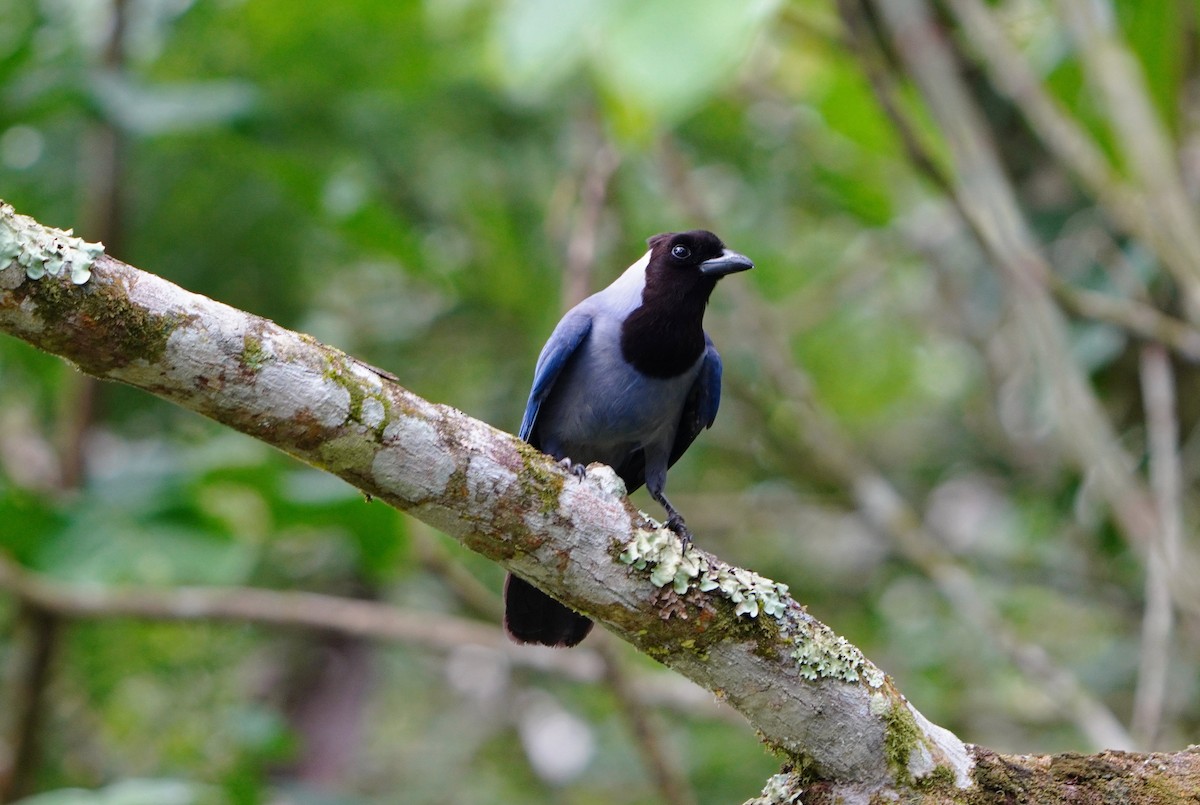 Violaceous Jay - ML646309059