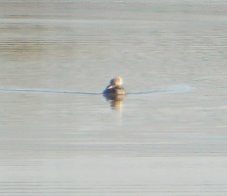 Hooded Merganser - ML646309062