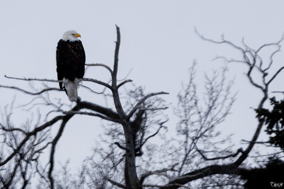 Bald Eagle - ML646309068