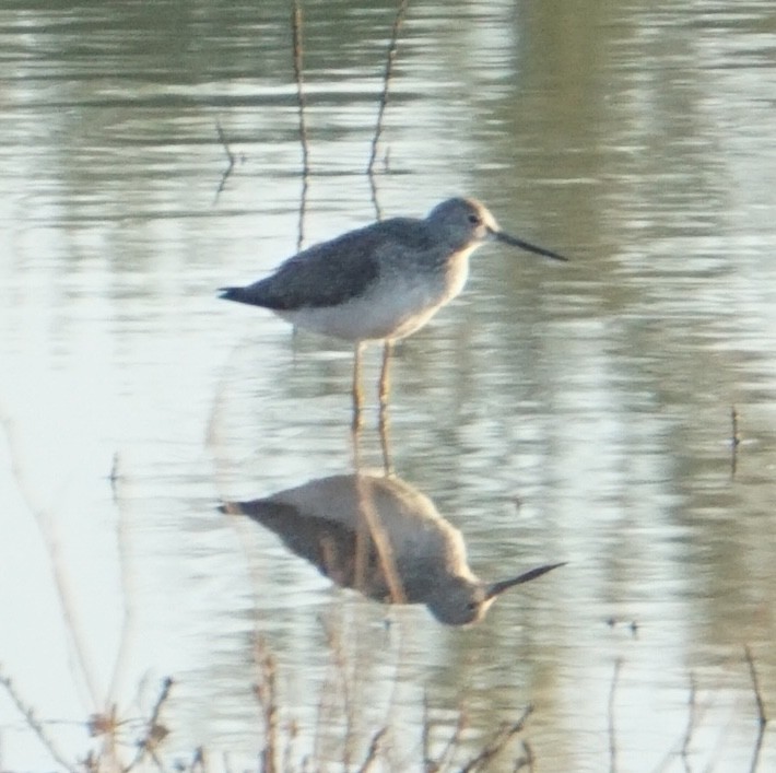 Greater Yellowlegs - ML646309070