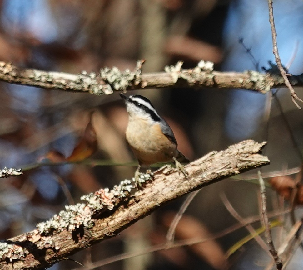 Red-breasted Nuthatch - ML646309071