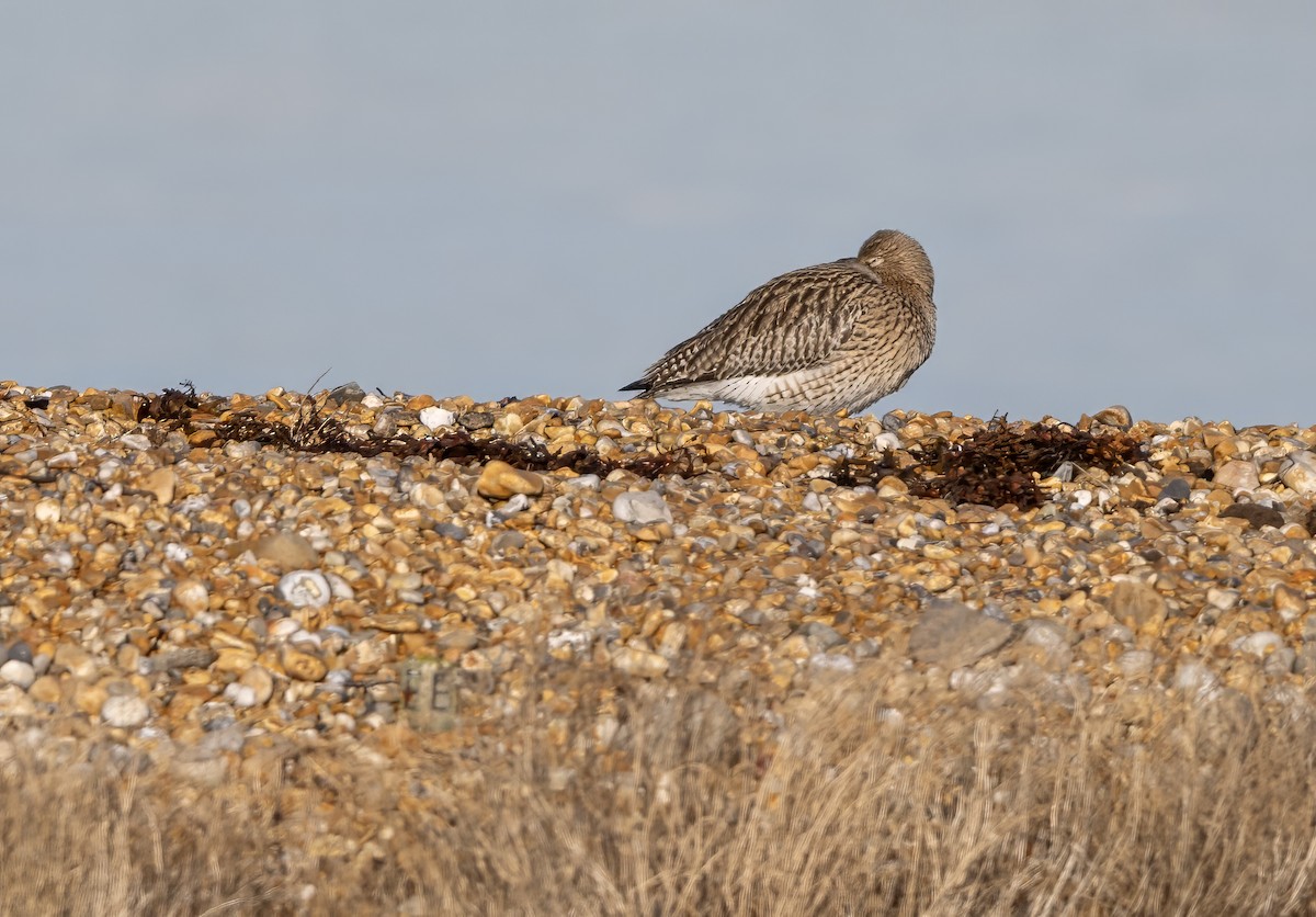 Eurasian Curlew - ML646309072