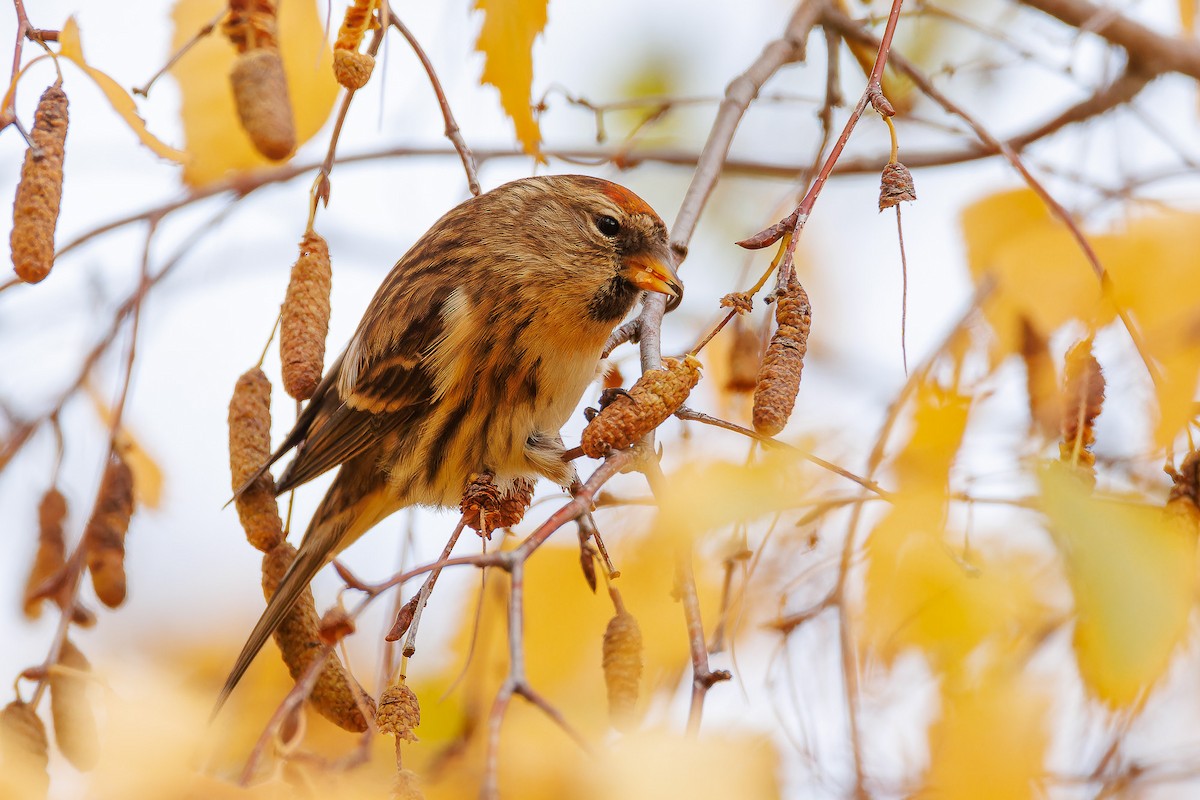 Redpoll (Lesser) - ML646309074