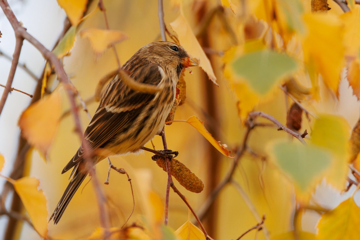 Redpoll (Lesser) - ML646309075