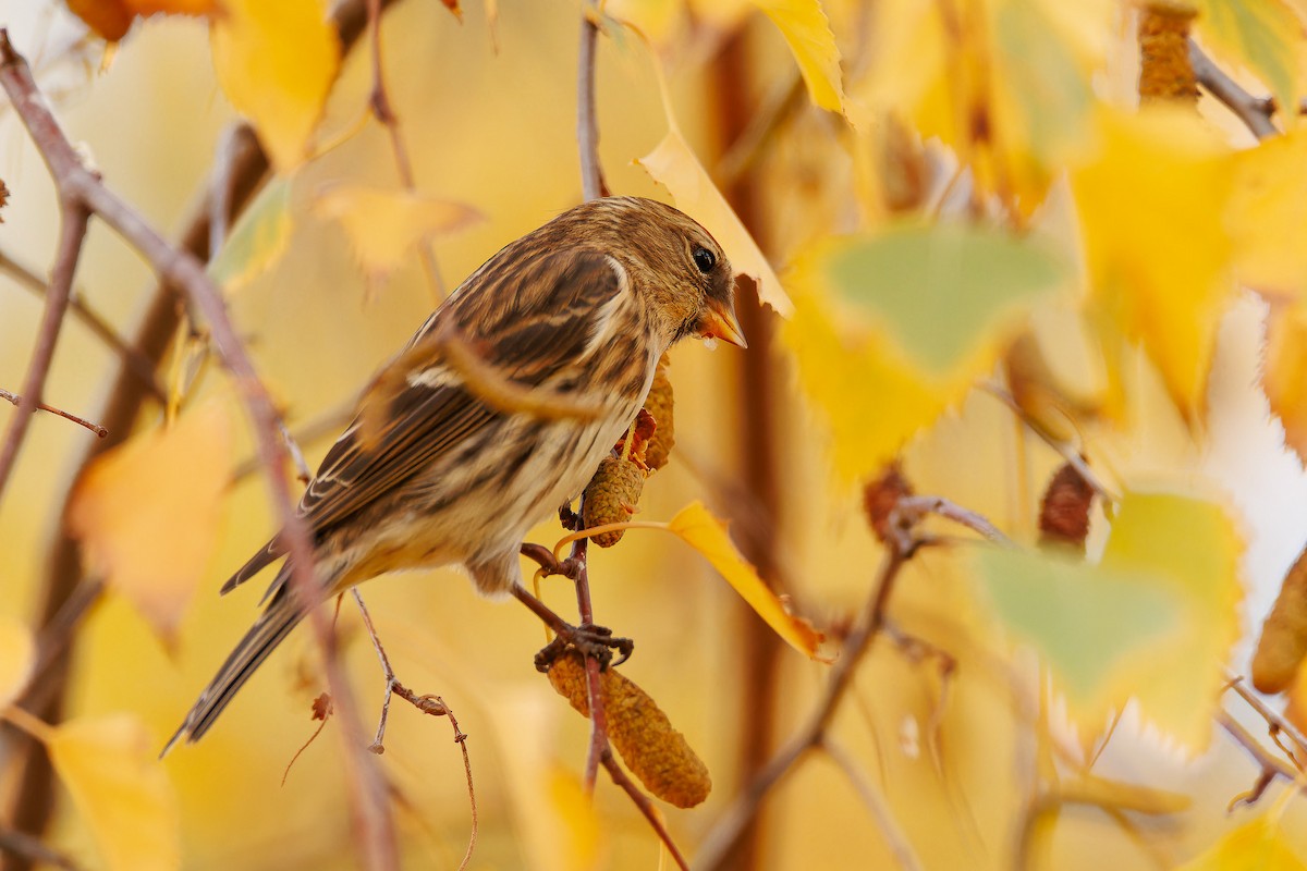 Redpoll (Lesser) - ML646309076