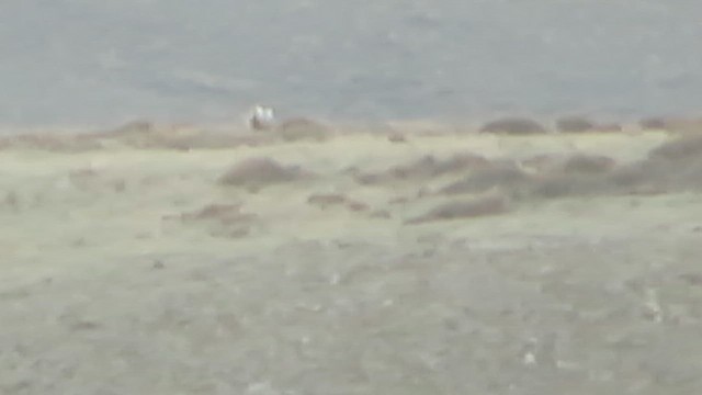 Gunnison Sage-Grouse - ML646309077