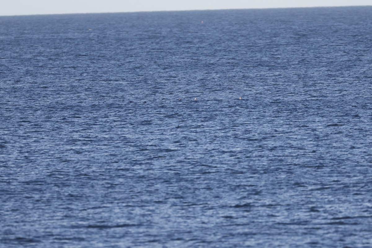 Long-tailed Duck - ML646309078