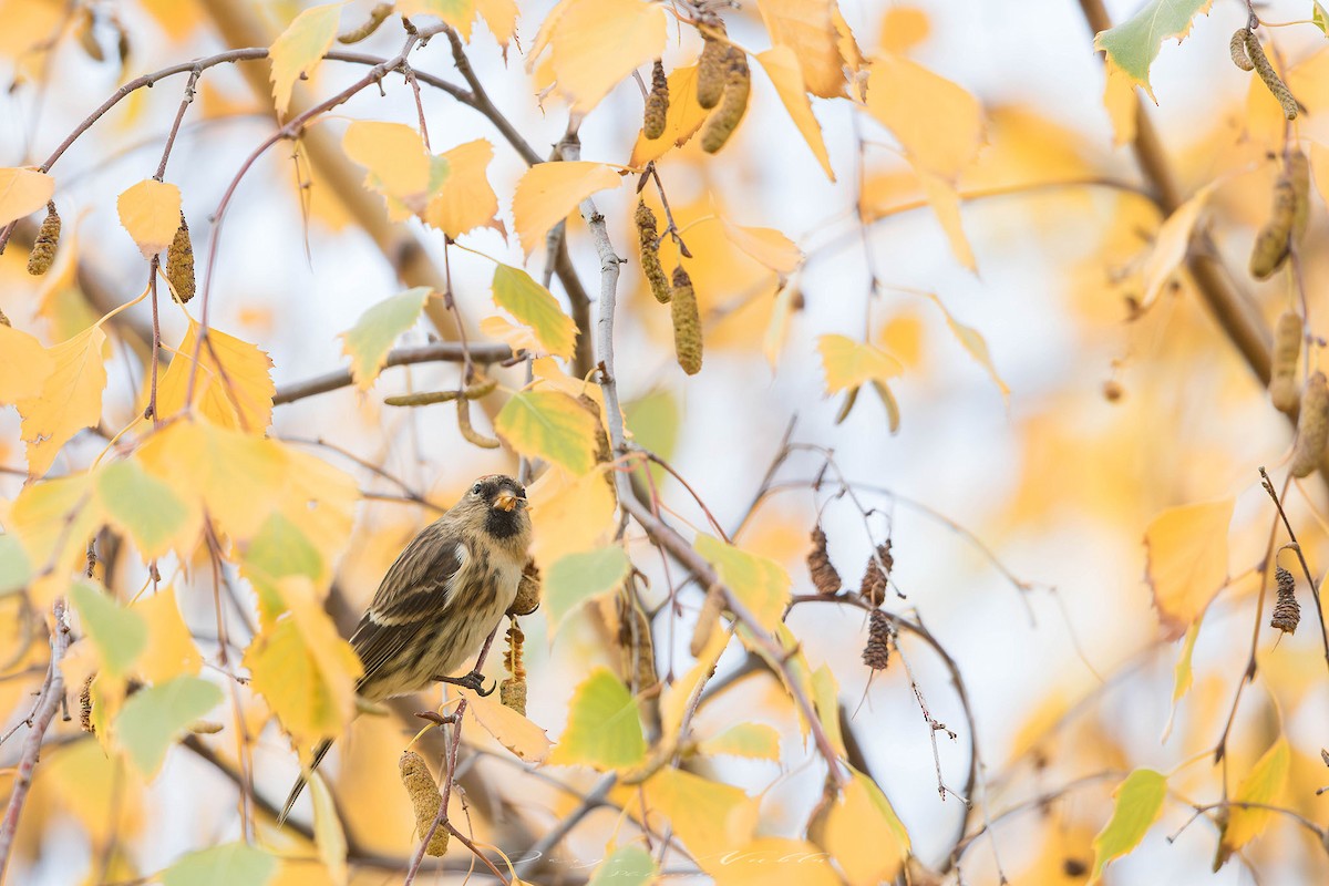 Redpoll - ML646309080