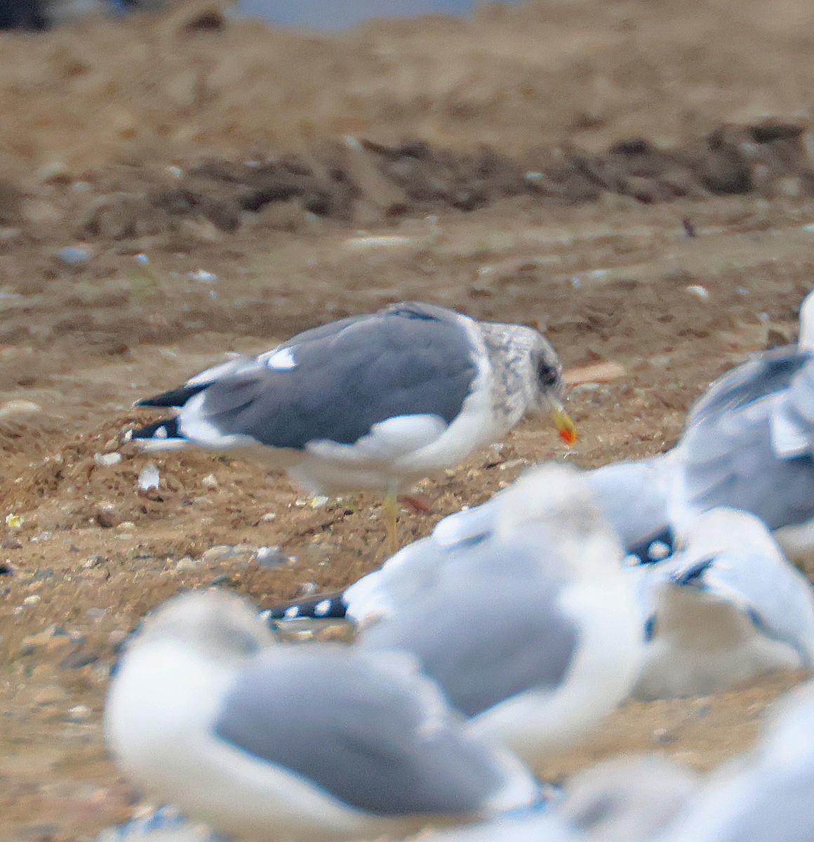 Kaio iluna - ML646309081