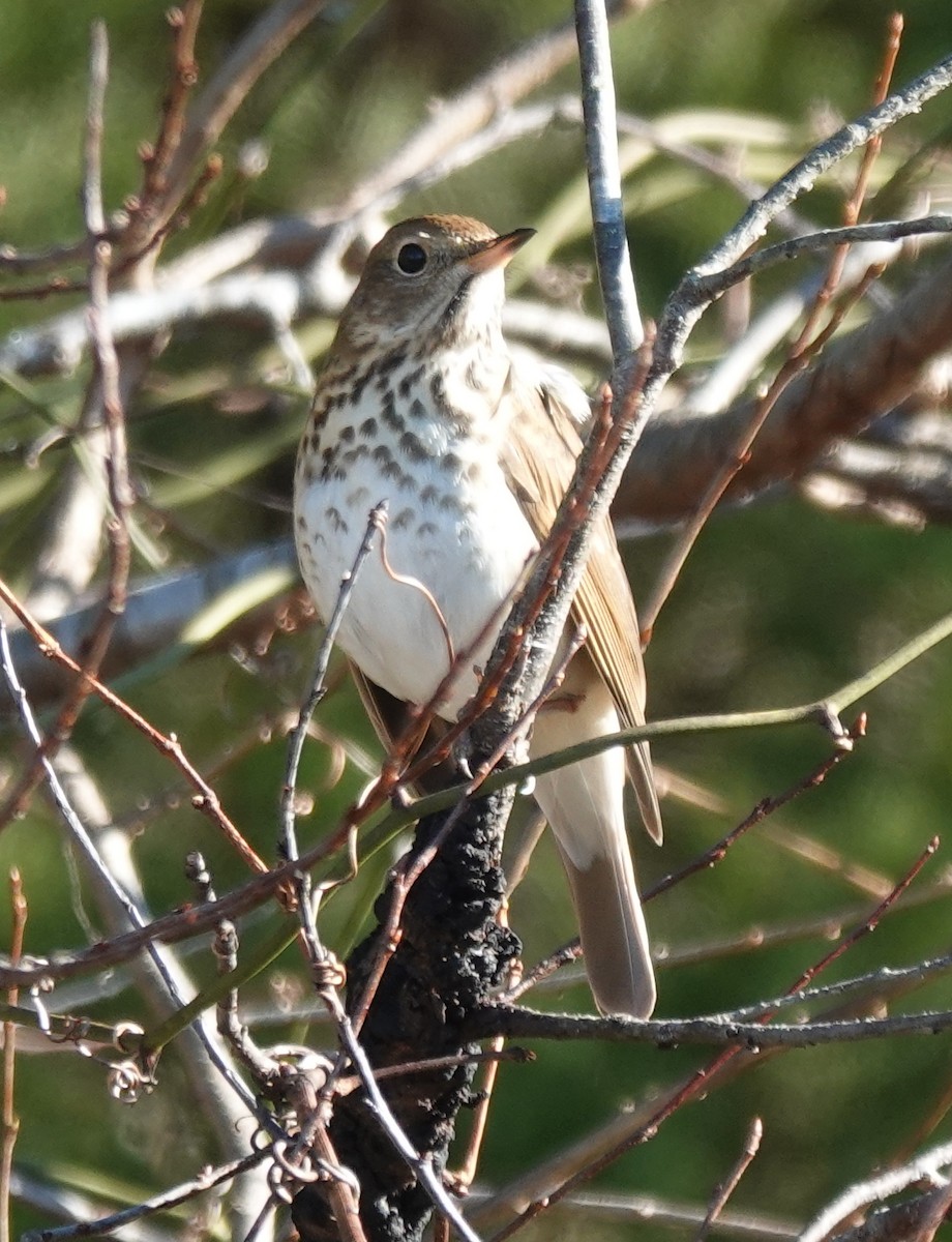 Hermit Thrush - ML646309083
