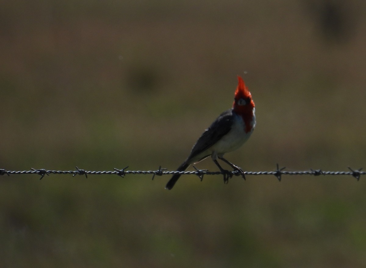 Red-crested Cardinal - ML646309085
