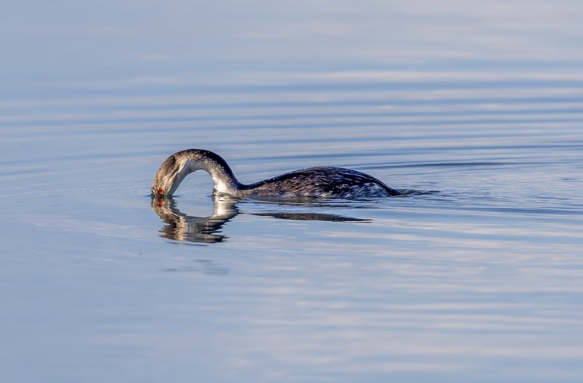 Great Crested Grebe - ML646309086