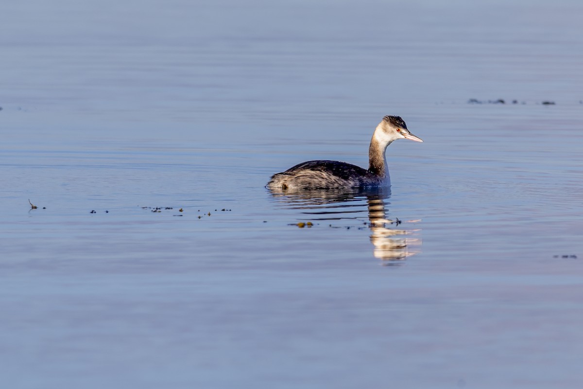 Great Crested Grebe - ML646309087