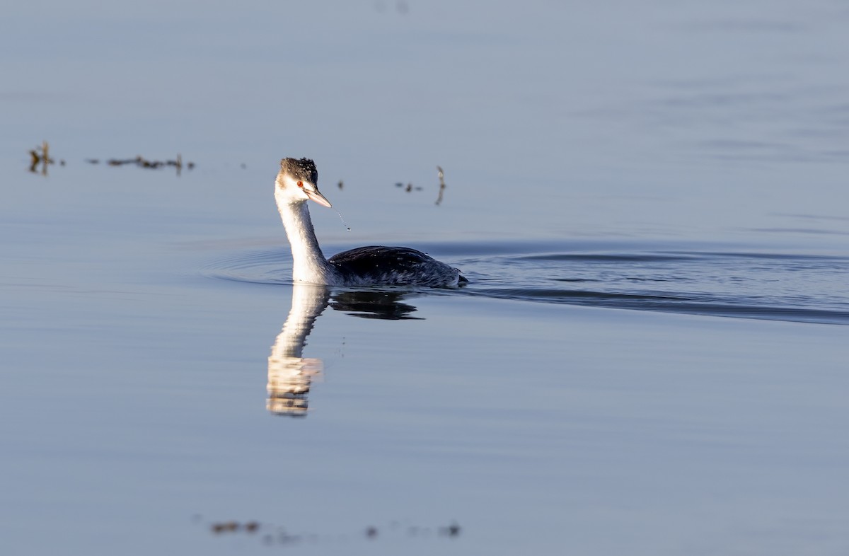 Great Crested Grebe - ML646309088
