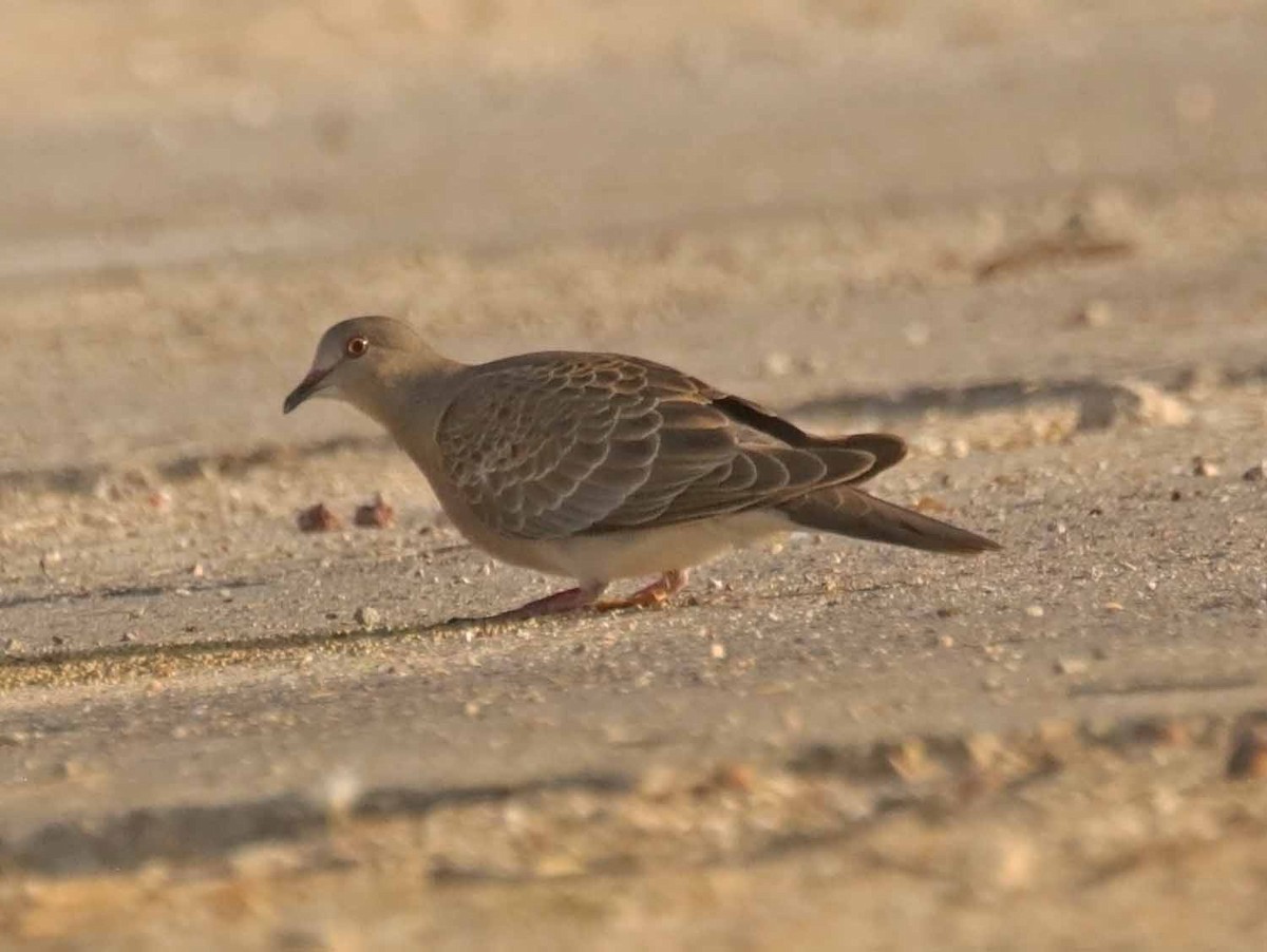 Oriental Turtle-Dove - ML646309089