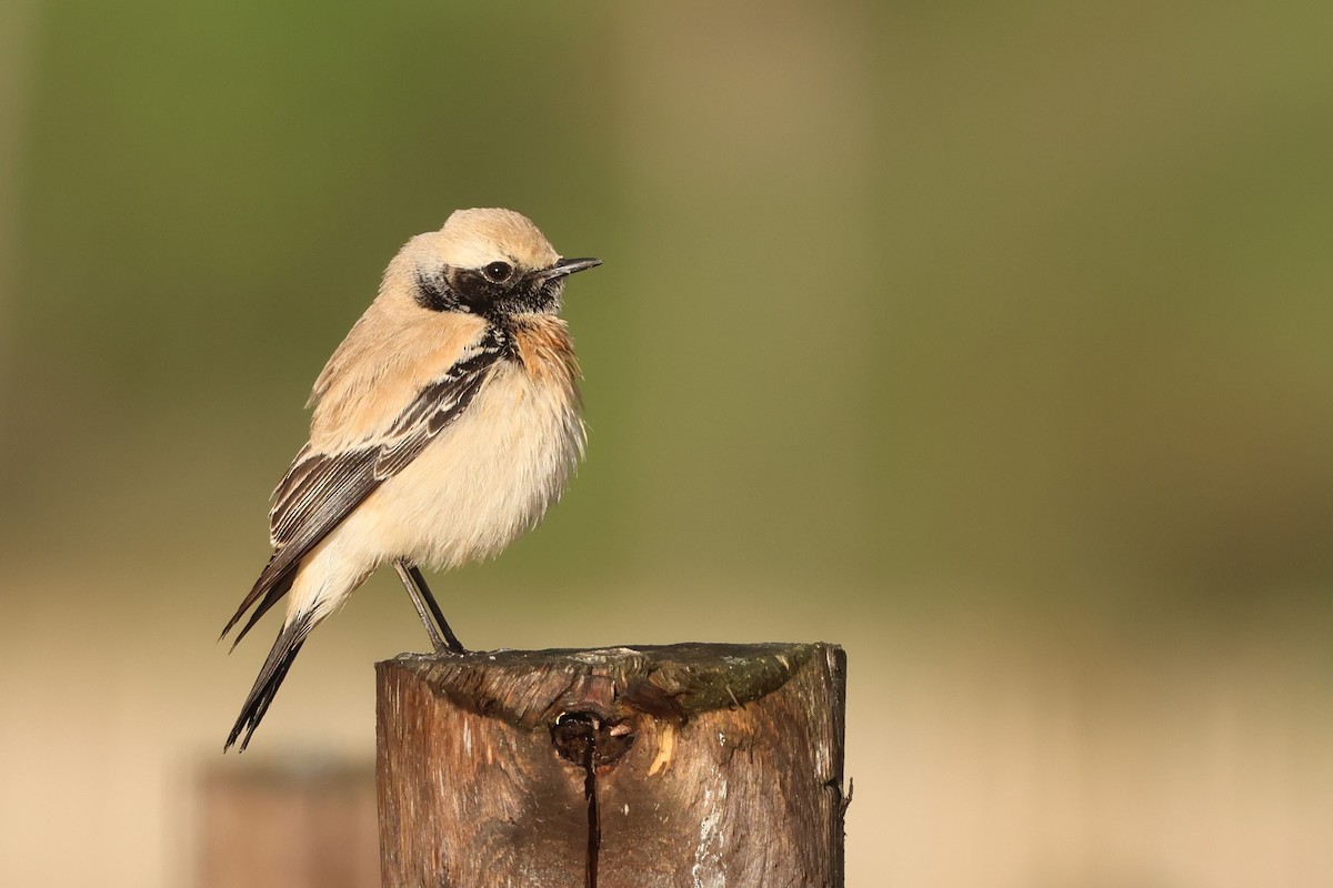 Desert Wheatear - ML646309090