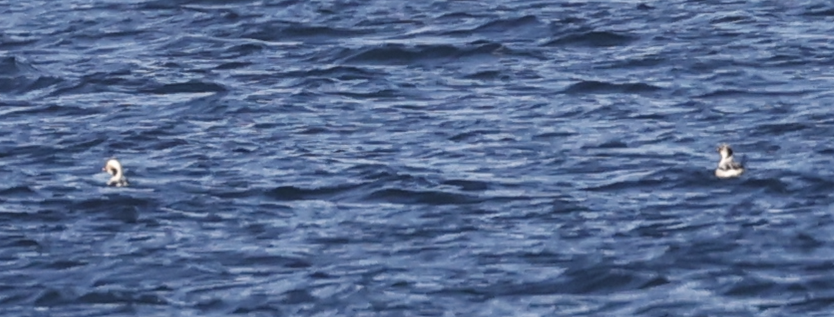 Long-tailed Duck - ML646309092