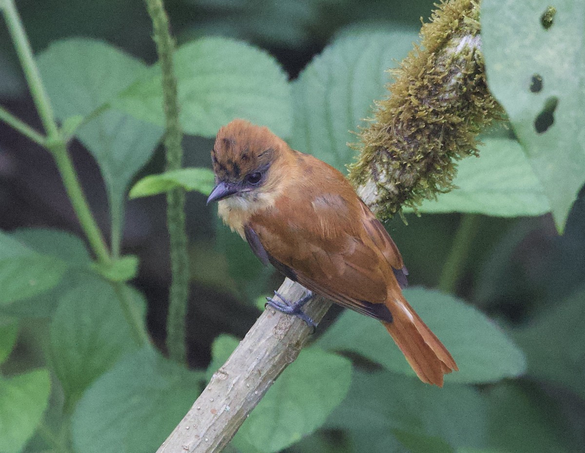 One-colored Becard - ML646309093