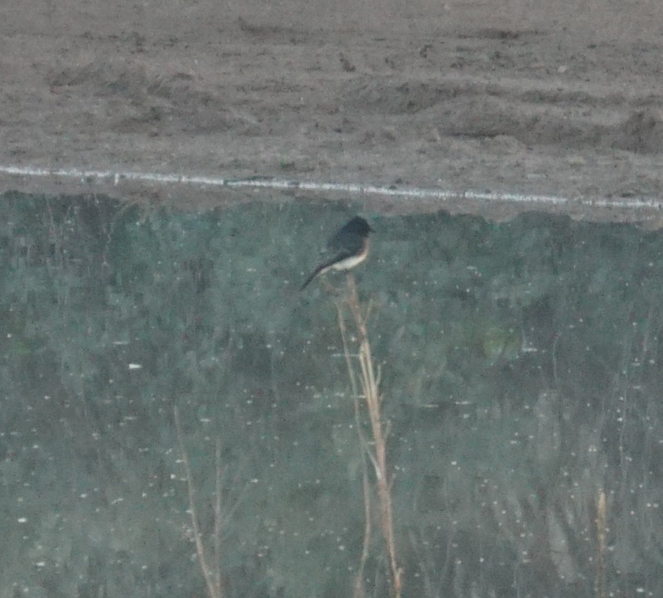 Black Phoebe (Northern) - ML646309094