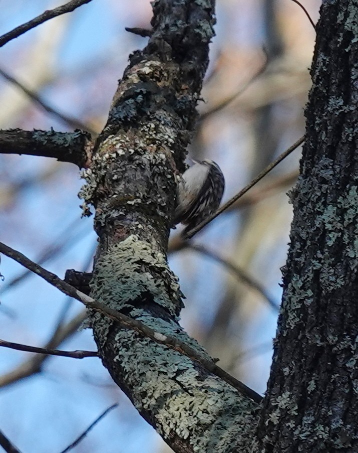 Brown Creeper - ML646309095