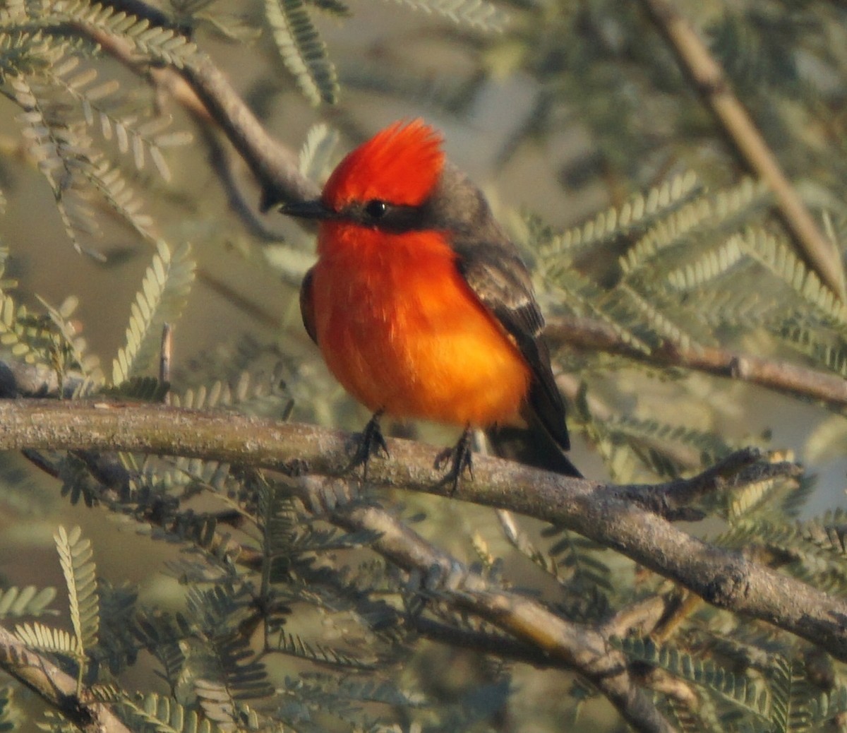 Vermilion Flycatcher - ML646309097